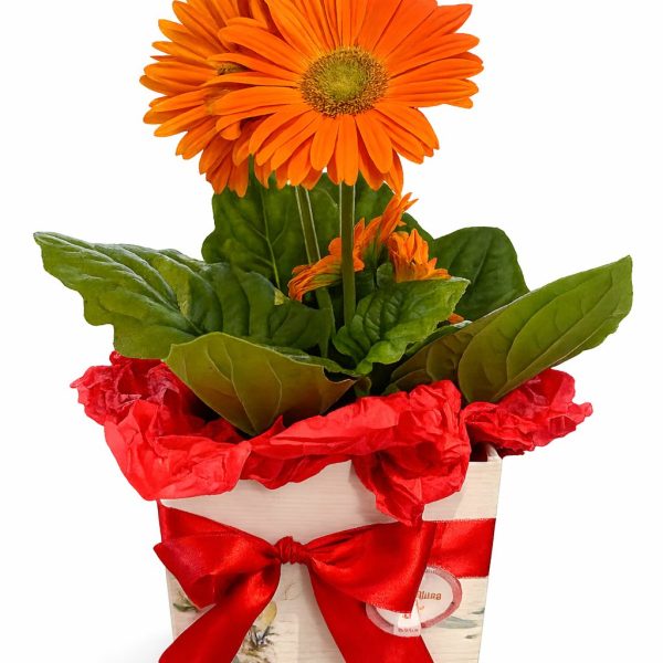 Vaso Plantado de Gérberas