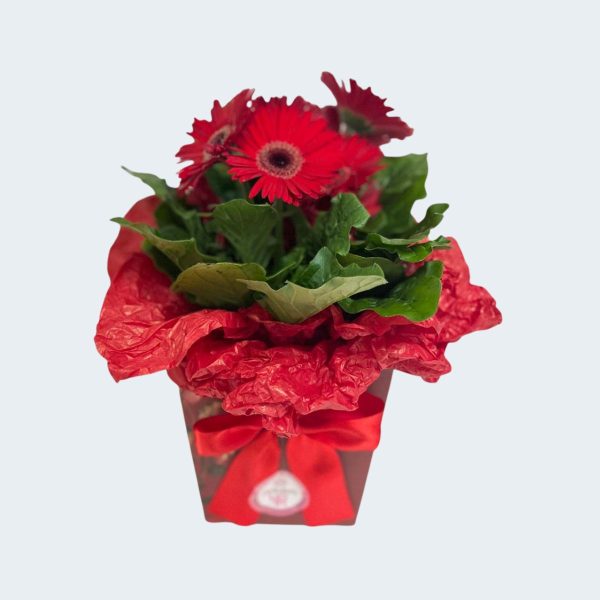 Gérberas em Vaso Plantado