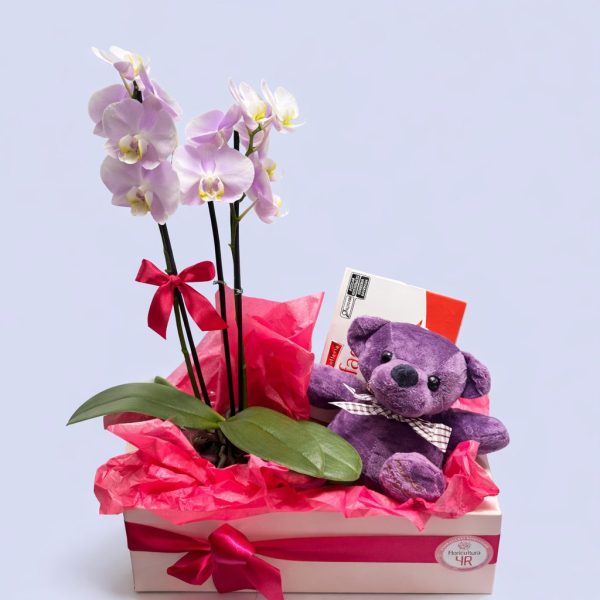 Box Orquídea Phalaenopsis